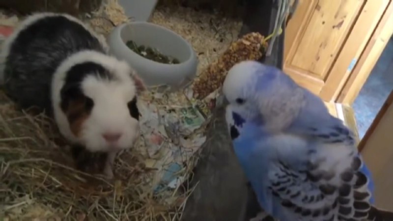 دوستی همستر و مرغ عشق