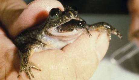 گوناگون/ کدام حیوان از دهان زایمان می کند؟