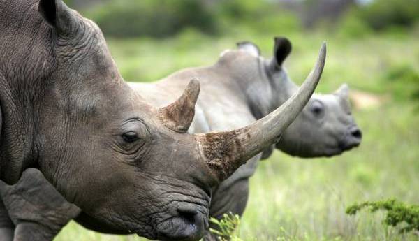 روشی ابتکاری برای جلوگیری از شکار غیرقانونی کرگدن