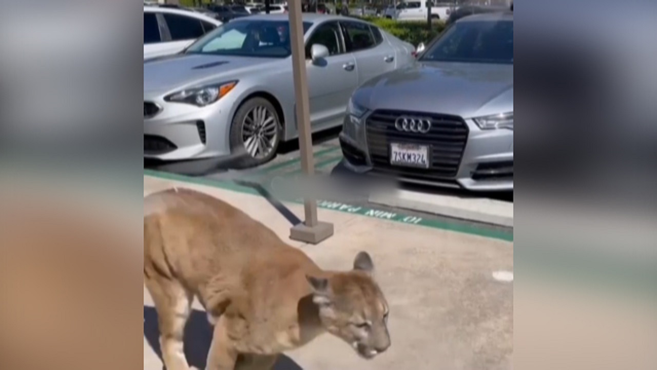 تعقیب و گریز پلیس و شیر