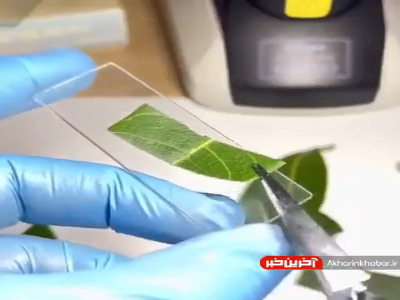 نحوه تولید اکسیژن توسط یک برگ در زیر میکروسکوپ!