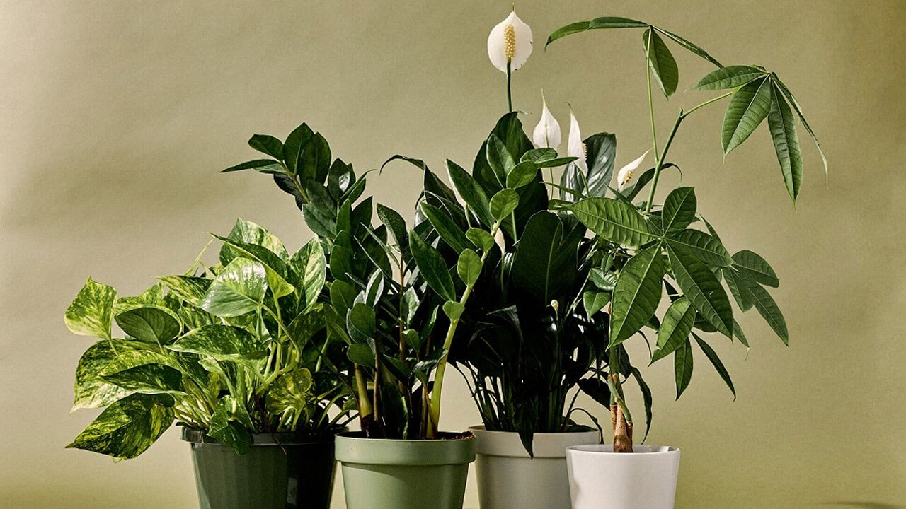 آموزش هرس کردن و آفت کشی گیاهان آپارتمانی