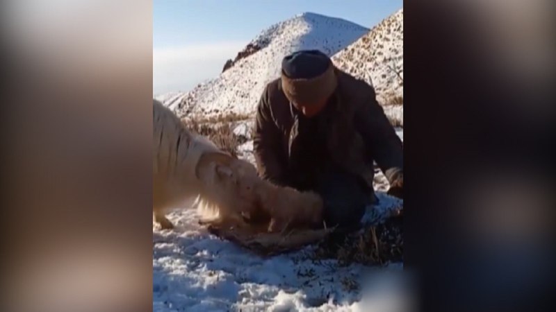 لحظه زیبای نجات بز یخ زده در حضور مادرش