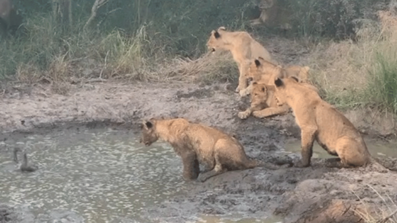 شکار پرنده توسط توله شیر