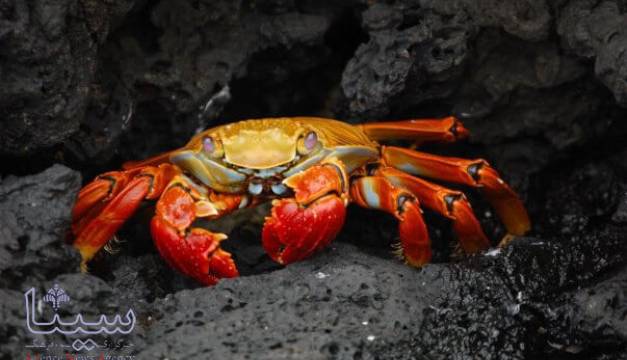 ماهی ها و آبزیان درد را احساس می کنند!