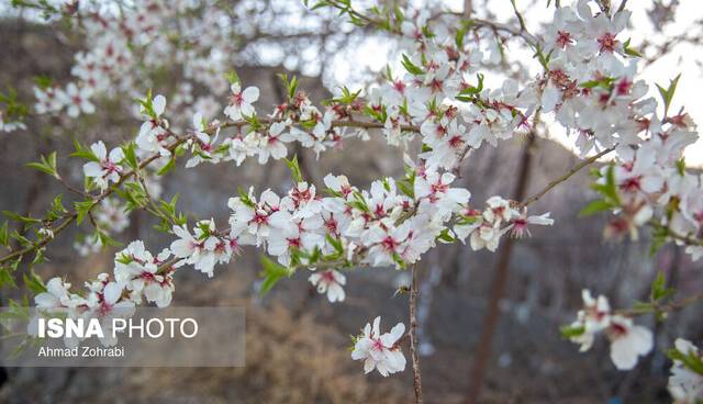 بر چهره گل نسیم نوروز خوش است