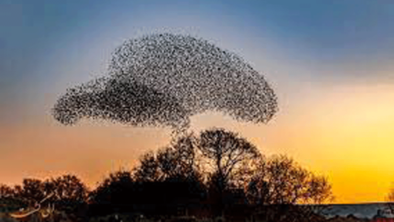 پرواز دسته جمعی سارها هنگام غروب آفتاب در روم