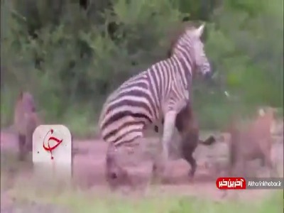 مرگبارترین حملات و شکار کفتارها