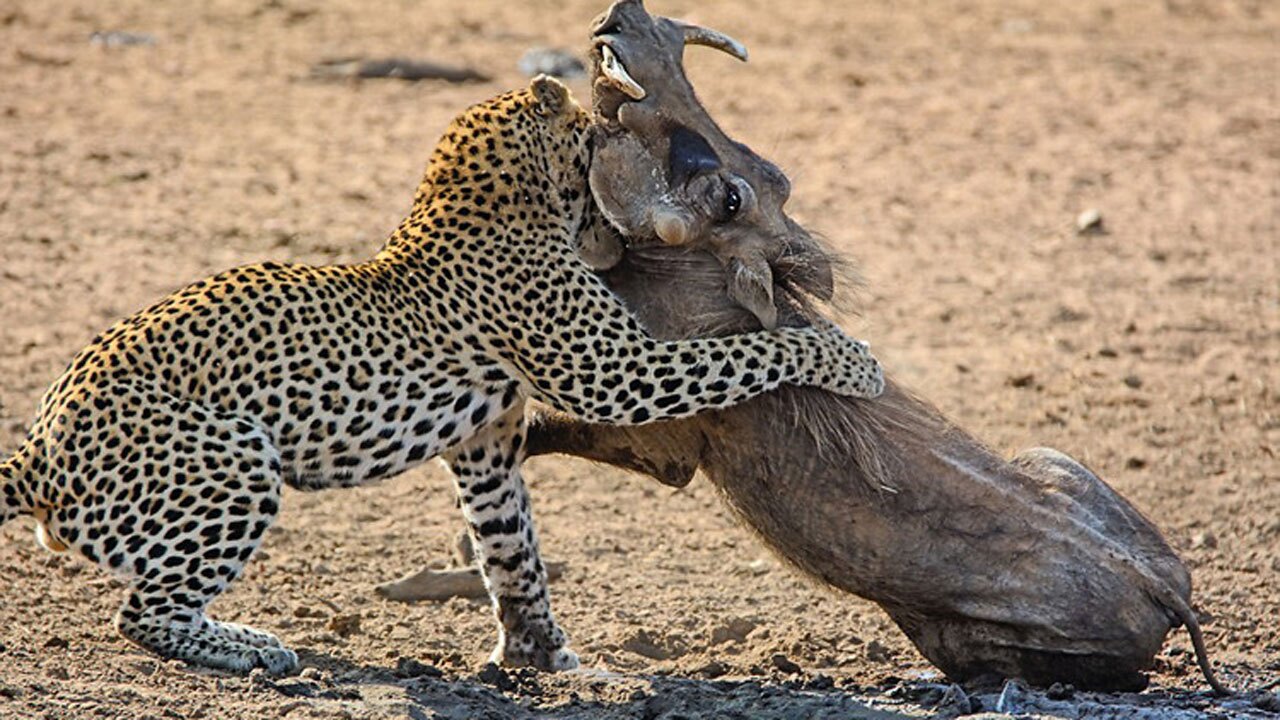 کمین پلنگ بالای لانه گراز