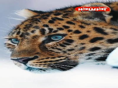 ما هم اولش فکر کردیم نقاشیه!