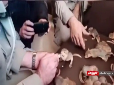 کشف ۳۲ بچه سنجاب نایاب از قاچاقچیان