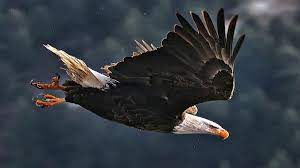 حس جذابِ پرواز یک عقاب