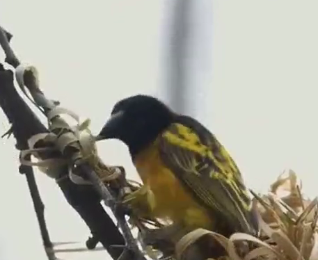 زیبایی های خلقت را ببینید