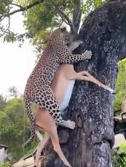 حمل شکار به بالای درخت توسط شکارچی