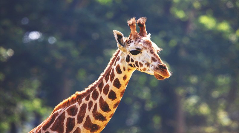 بازیگوشی بچه زرافه