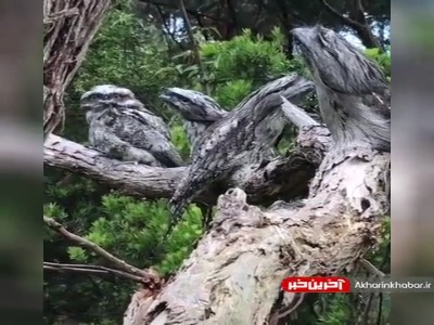 استتار جغدها روی درخت