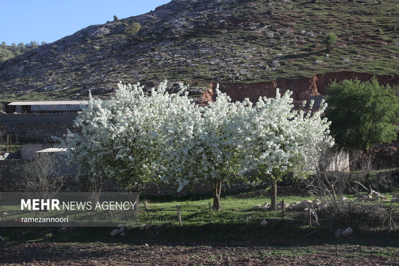 عکس/ کُلم؛ عروس روستاهای استان ایلام