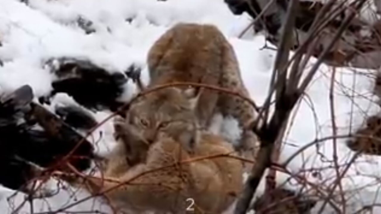 ویدئویی دیدنی از شکار ایمپالا توسط گربه‌ وحشی!