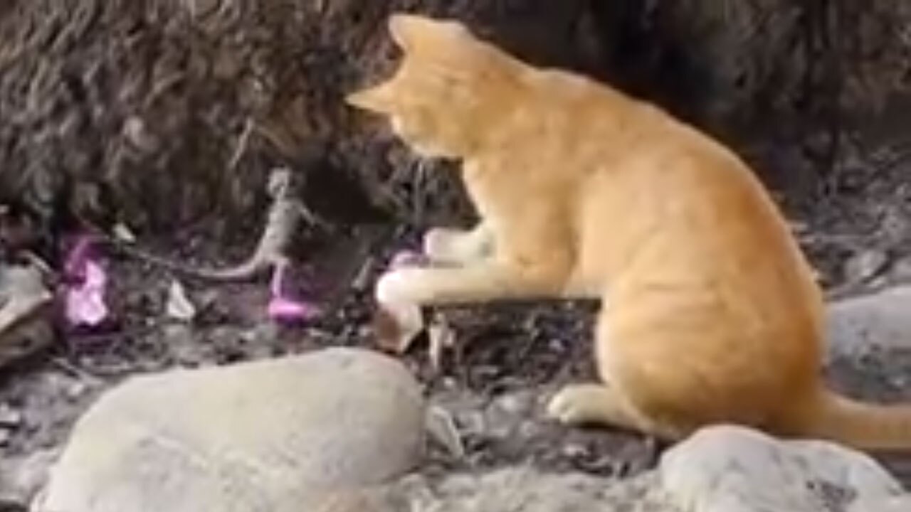 لحظه شکار آفتاب‌پرست توسط گربه
