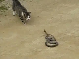 جنگ و درگیری گربه و مار