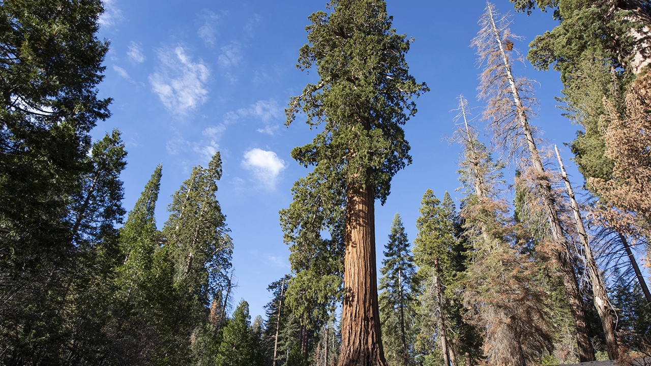 مقایسه قد انسان درمقابل یک درخت سکویا