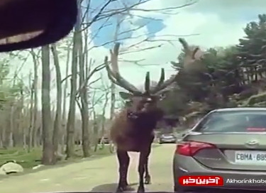 داره عوارضی میگیره!