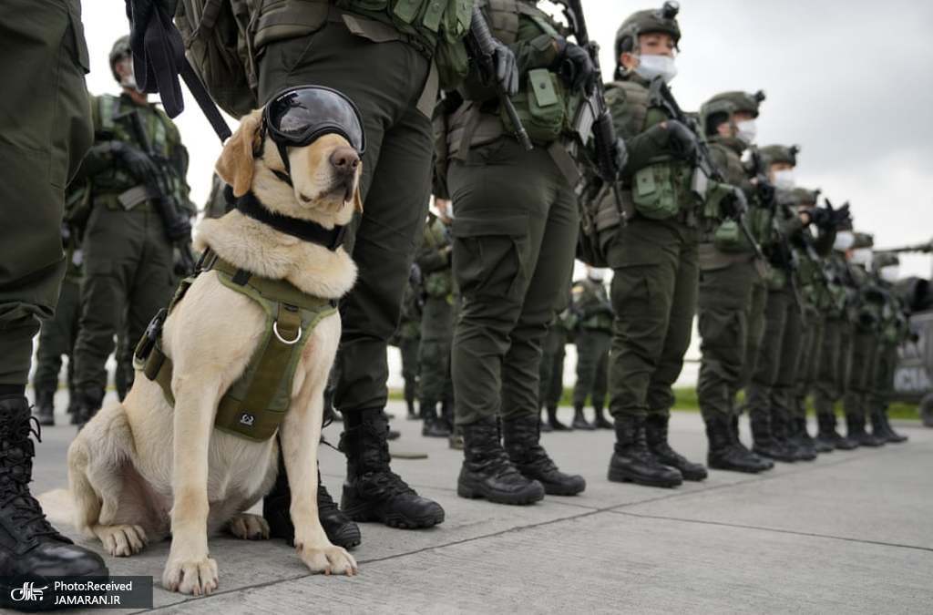 سگ موادیاب در مراسم سالگرد تشکیل نیروی پلیس مبارزه با مواد مخدر