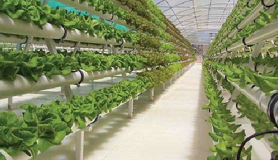 آئین‌نامه حمایت از تولیدات کشاورزی دانش‌بنیان تصویب شد