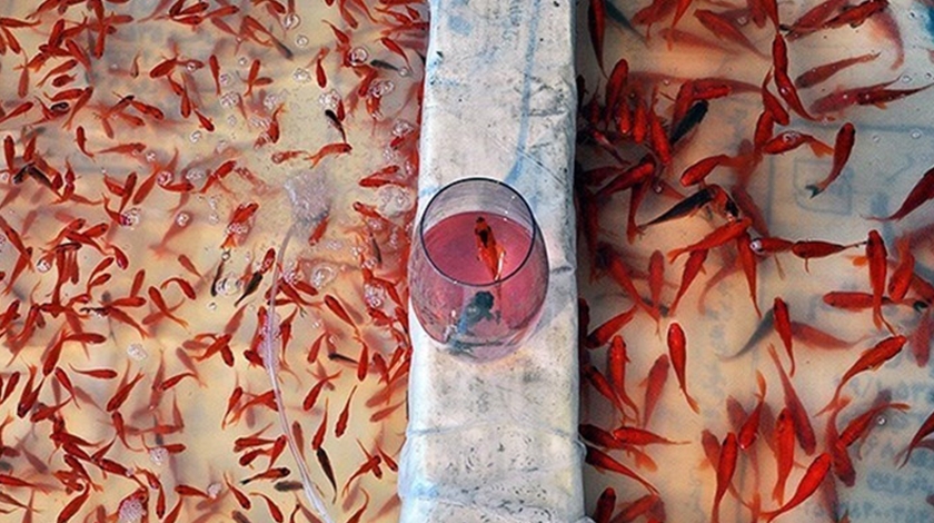 اشتباه بزرگ رها کردن ماهی قرمز در طبیعت