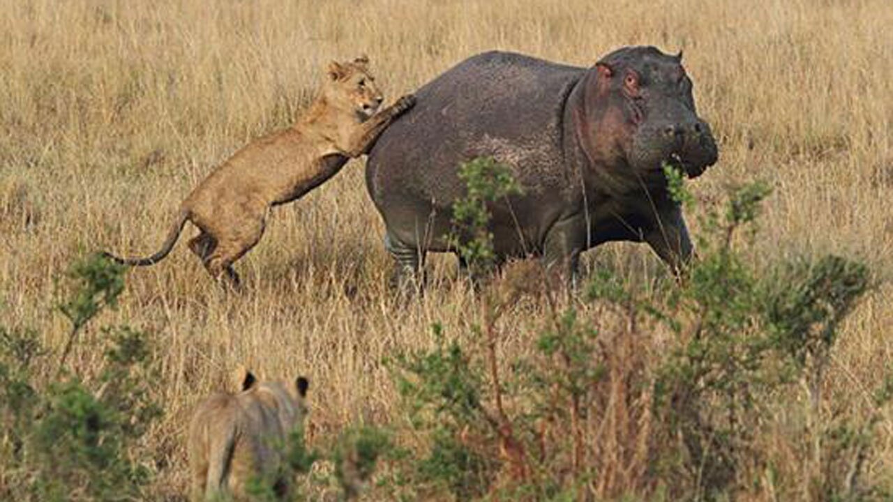 حمله شیر برای شکار اسب آبی