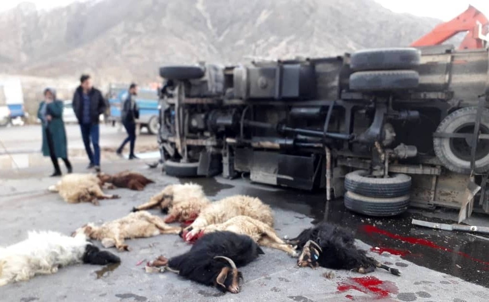برخورد کامیون با گله گوسفند