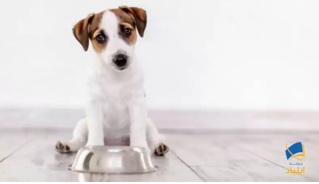 درمان اختلال غذایی سگ‌ها با کمک این دارو