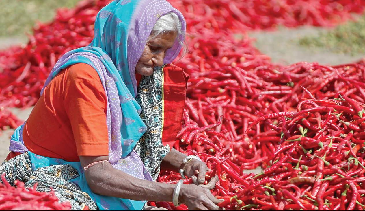 سلامتی هندی ها مدیون فلفل های تند!