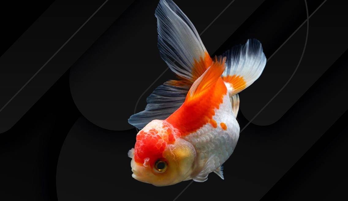 آموزش ریاضیات پایه به ماهی ها توسط دانشمندان