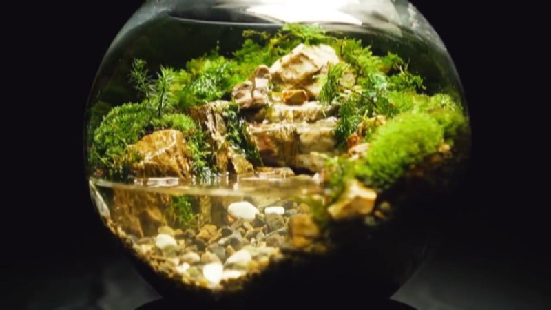 مراحل طراحی و ساخت تراریوم در خانه