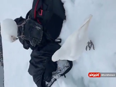 پرنده کنجکاو و جسور در قطب جنوب