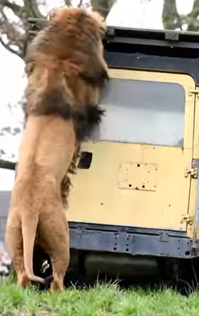 هیبت شیر رو در این کلیپ ببینید