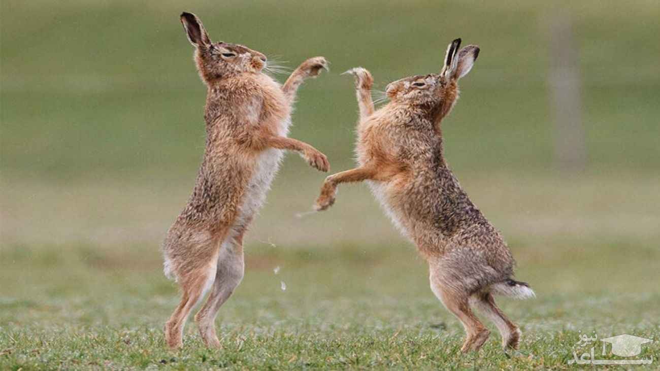 دعوای خنده‌دار دو خرگوش وسط خیابان