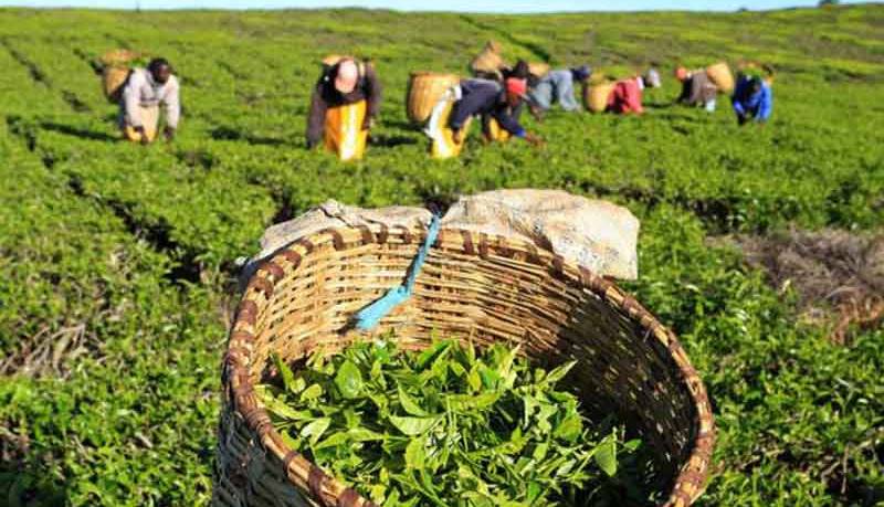 1700 هکتار باغ چای احیا شد