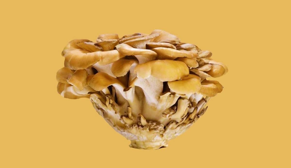 درباره قارچ شگفت انگیز مرغ چوب!