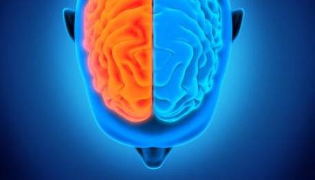 کشف ارتباط عدم تقارن سمت چپ مغز با توانایی بهتر در خواندن