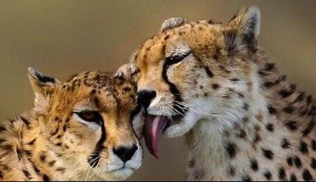 بیم و امید برای بارداری «ایران»