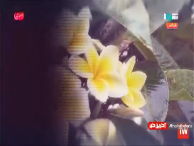 نماهنگ «شاخه گل» با صدای کسری زاهدی