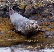 فوک بیچاره متحیر و ناامید