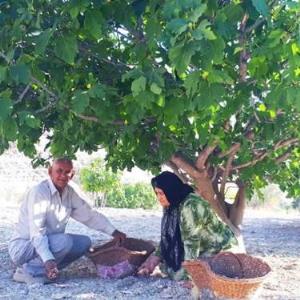 ایجاد باغ‌های انجیر استهبان برای نخستین بار در استان سمنان