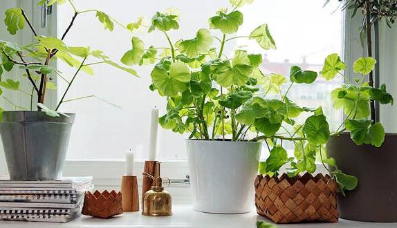 از بین بردن پشه گلدان با این راهکار ساده