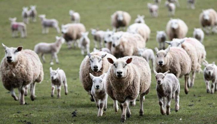تعداد دام‌های سبک کشور به ۷۳.۹ میلیون رأس رسید