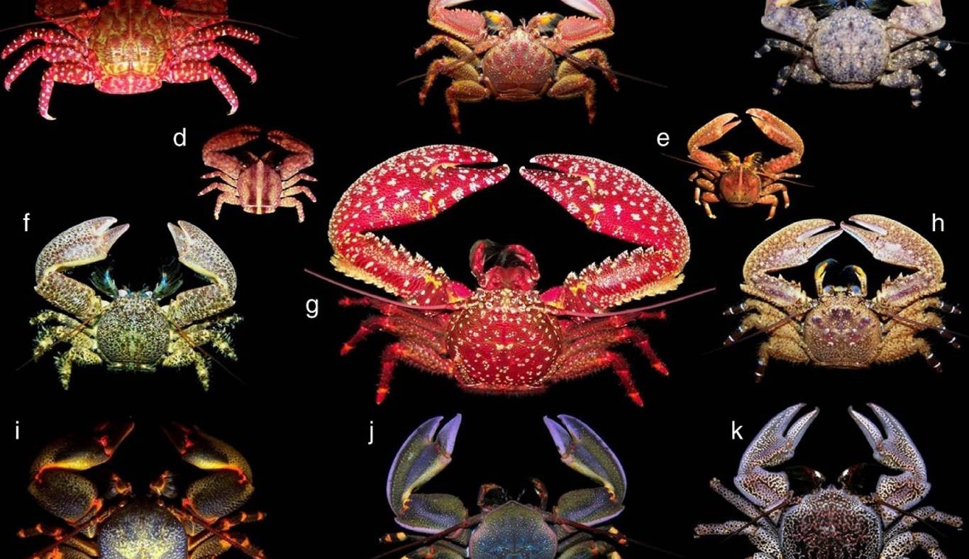 جانداران در حال تکامل به سمت «خرچنگ شدن» هستند! 