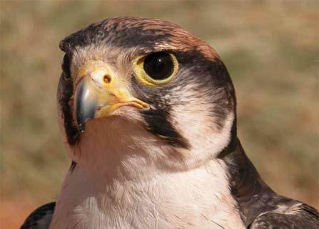 شاهین زیبا در حال خوردن شکار