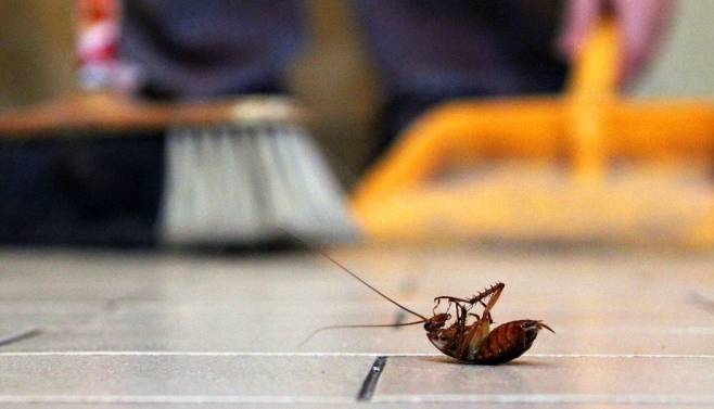 7 علامت تبدیل‌شدن خانه‌تان به لانه حشرات